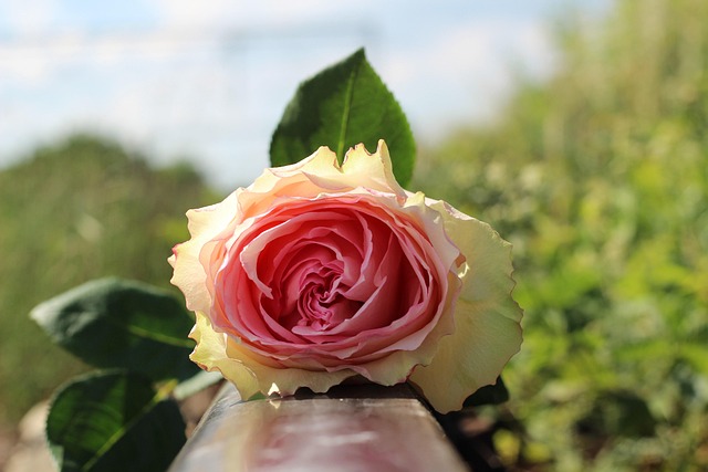 Dit barn er ikke en misbruger. Men det kunne ske alligevel.